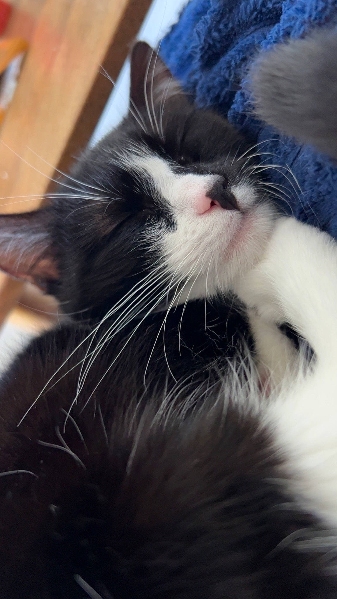 Rose is registered to the contest to win money with this photo: carnivore, cat, claw, cloud, comfort, domestic_short_haired_cat, felidae, foot, fur, human_leg, paw, sky, small_to_medium_sized_cats, snout, tail, whiskers, window, yawn