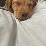 Gracie joined the competition — help win amazing prizes! puppy, dog, sleeping, blanket, cozy, soft, nose, closeup, cute, pet, animal, rest, relaxation, fur, young, indoor, comfort, adorable, snout, peaceful