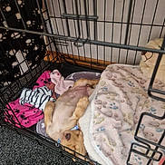 Gracie joined the competition — help win amazing prizes! puppy, dog, crate, blanket, toy, sleeping, indoor, carpet, comfort, relaxation, pet, animal, cage, rest, cute, young, fur, collar, snuggle, cozy