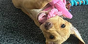 Gracie joined the competition — help win amazing prizes! puppy, dog, toy, pink_plush, carpet, indoor, playful, ears, hand, pet, cute, chewing, animal, floor, colorful, small_dog, young_dog, domestic_animal, playtime, cheerful