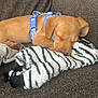 Gracie joined the competition — help win amazing prizes! puppy, dog, sleeping, couch, slipper, brown, furniture, pet, domestic_animal, animal, cute, cozy, indoor, resting, soft, blue_harness, fur, paw, nose, relaxed