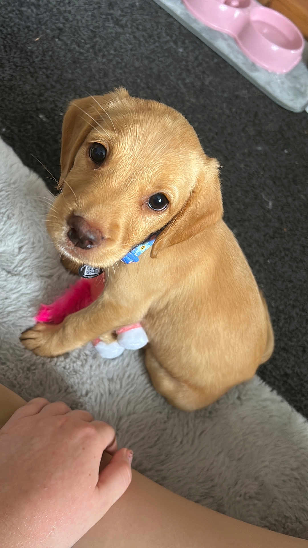 Gracie