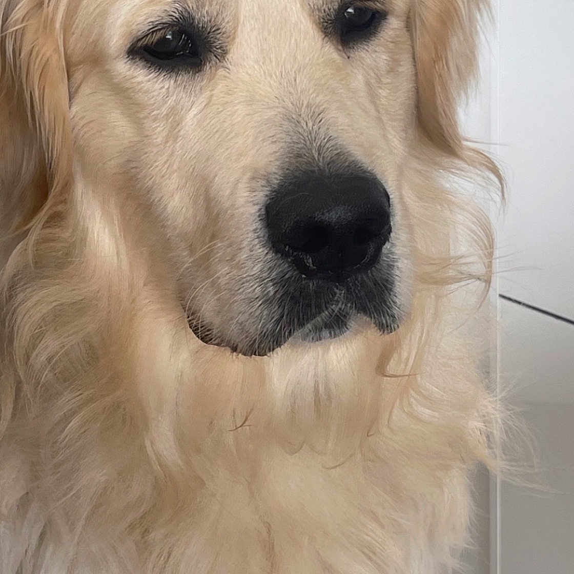 Mambo