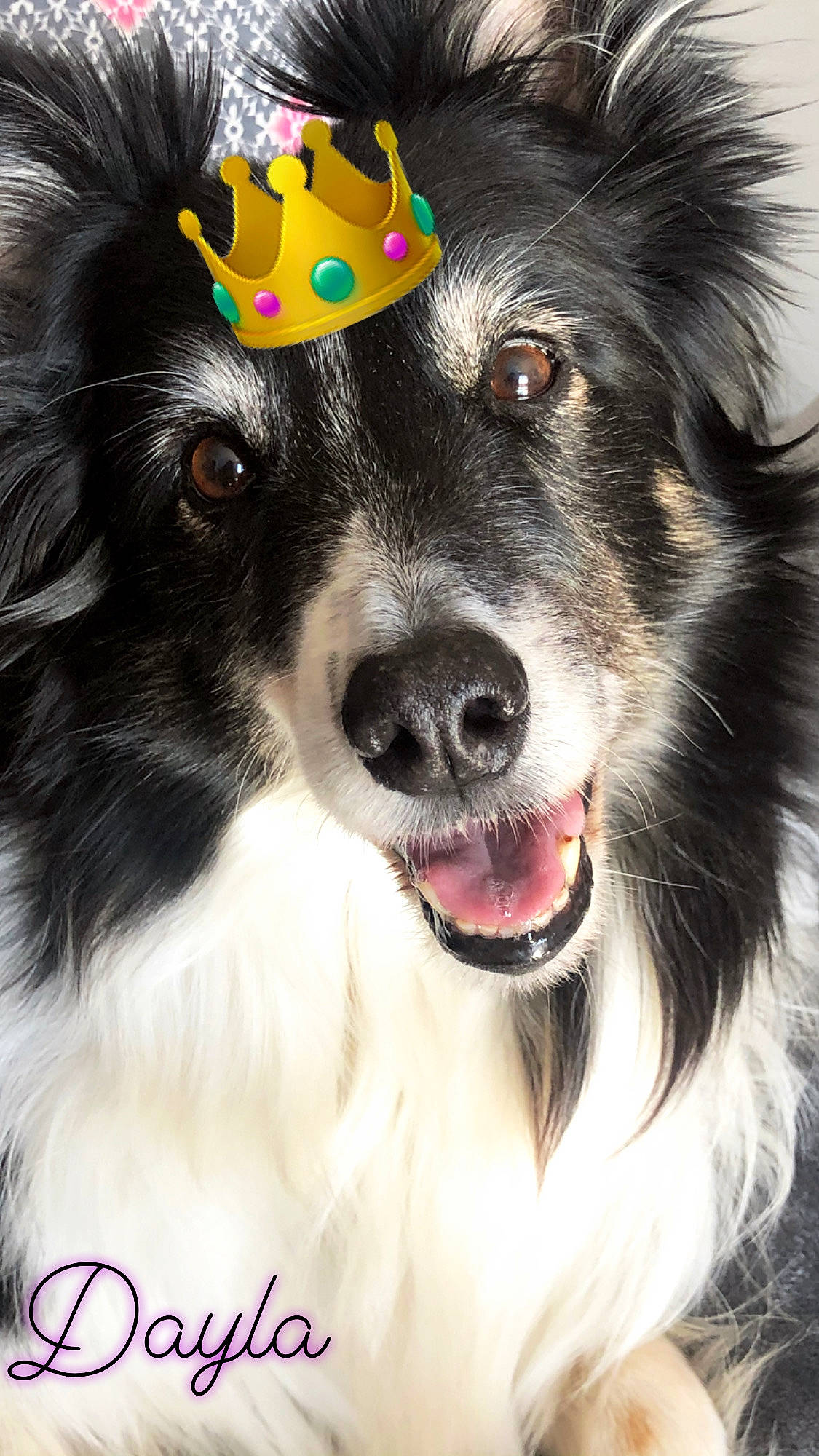 Dayla participe au concours pour gagner de l'argent avec cette photo : australian_collie, australian_shepherd, border_collie, canidae, carnivore, collie, companion_dog, dog, dog_breed, english_shepherd, herding_dog, mammal, miniature_australian_shepherd, rare_breed_dog, scotch_collie, snout, sporting_group, stabyhoun, vertebrate, working_dog