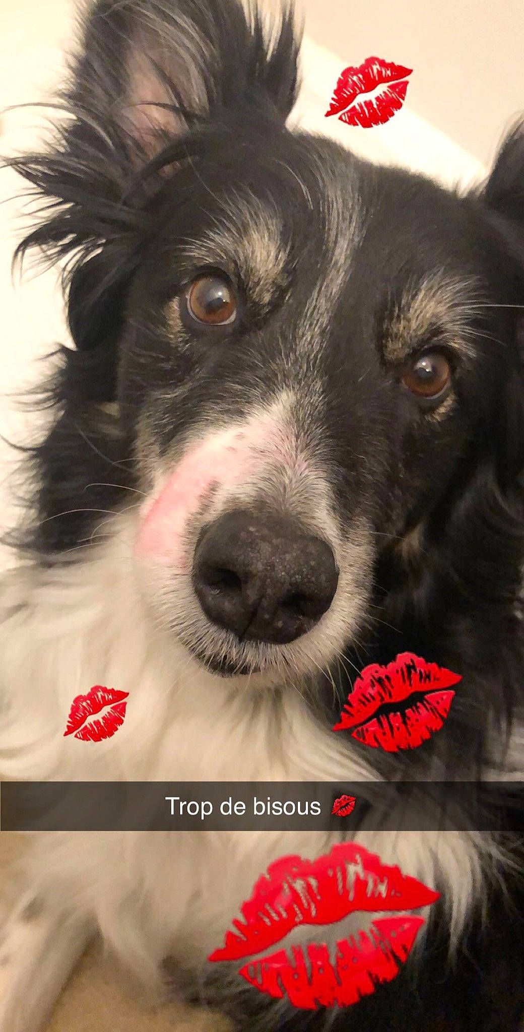 Dayla participe au concours pour gagner de l'argent avec cette photo : border_collie, canidae, carnivore, companion_dog, dog, dog_breed, herding_dog, mammal, nose, rare_breed_dog, snout, sporting_group, stabyhoun, working_dog