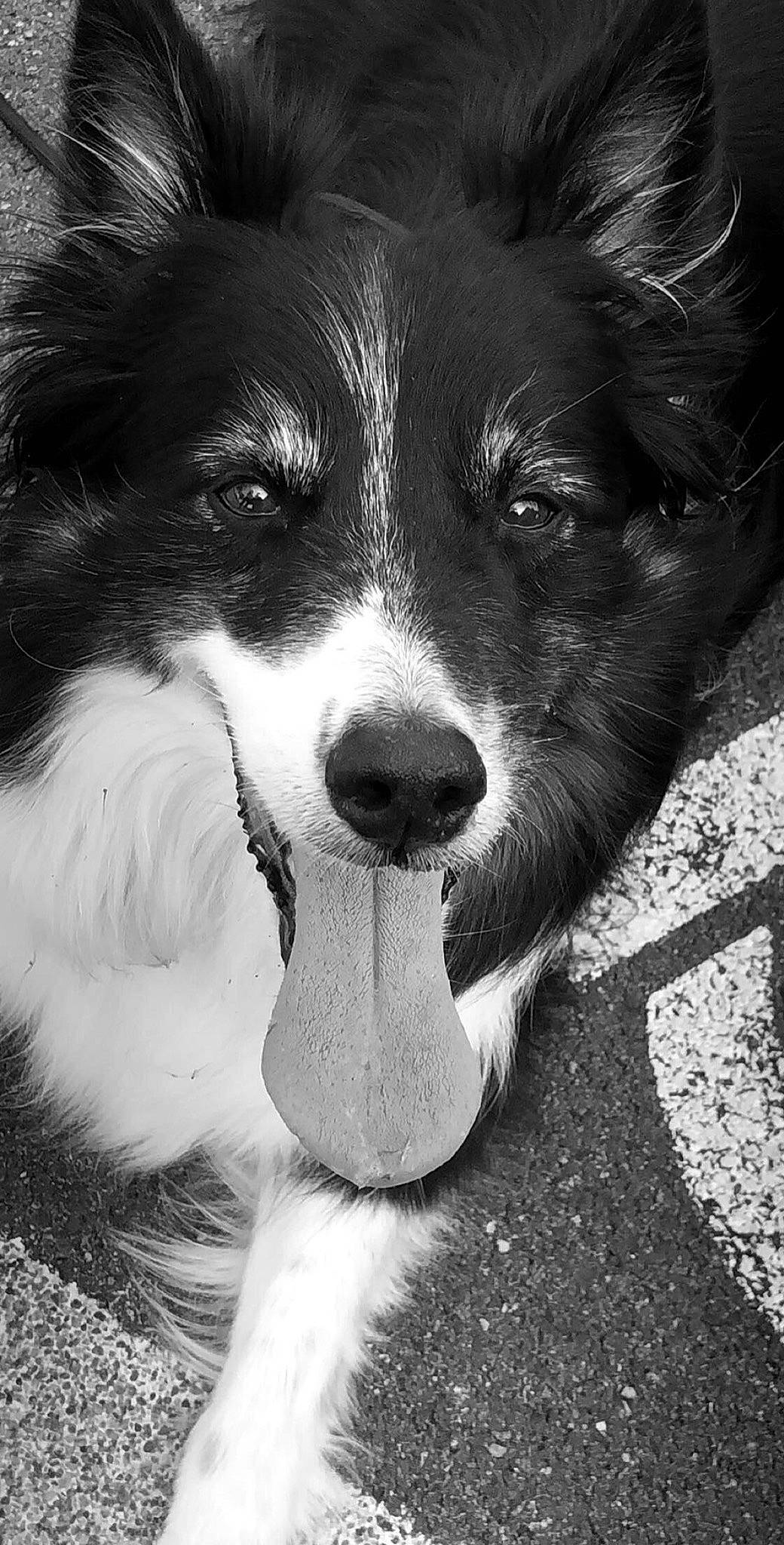 Dayla a rejoint le concours — aidez-le/la à gagner de superbes lots ! australian_collie, australian_shepherd, black_and_white, border_collie, canidae, carnivore, collie, companion_dog, dog, dog_breed, herding_dog, mammal, photography, scotch_collie, shetland_sheepdog, snout, sporting_group, vertebrate, welsh_sheepdog, whiskers