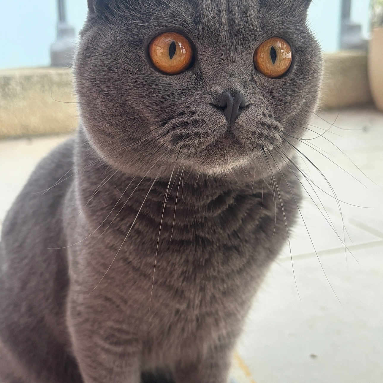 Suki participe au concours pour gagner de l'argent avec cette photo : abyssinian, animal, cat, egyptiancat, kitten, manx, pet, snout