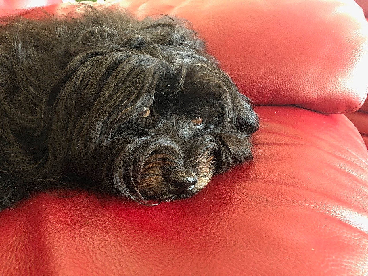 Misty participe au concours pour gagner de l'argent avec cette photo : canidae, carnivore, comfort, companion_dog, dog, dog_breed, dog_supply, fur, liver, maltepoo, non_sporting_group, small_terrier, snout, sporting_group, terrier, toy_dog, water_dog, working_animal