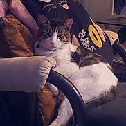 Toby joined the competition — help win amazing prizes! animal, black_pillow, cartoon_face, cat, chair, cozy, cushion, domestic_animal, feline, fur, home, indoor, pet, pillow, relaxed, resting, striped, tabby_cat, whiskers, white_fur