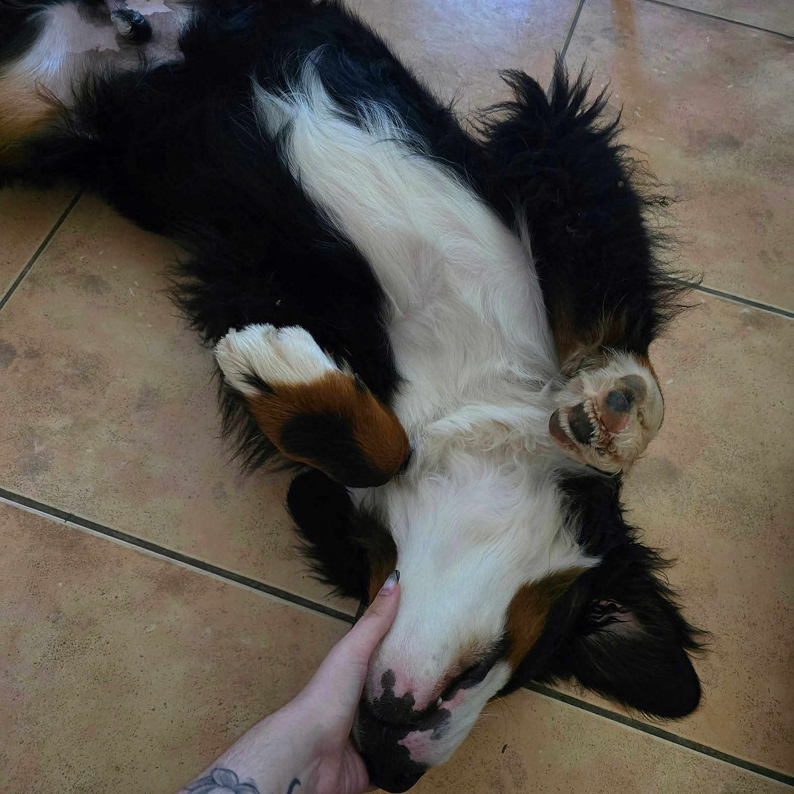Viking participe au concours pour gagner de l'argent avec cette photo : animal, black_fur, brown_fur, canine, closeup, dog, domestic_animal, floor, fur, hand, indoor, lying_down, paw, pet, playful, relaxed, resting, snout, tile, white_fur