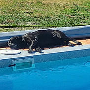 Missy participe au concours pour gagner de l'argent avec cette photo : dog, black_dog, pool, water, sunny, grass, backyard, relaxing, napping, outdoor, pet, summer, daylight, stone_wall, blue, animal, canine, leisure, sunshine, nature