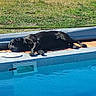 animal, backyard, black_dog, blue, canine, daylight, dog, grass, leisure, napping, nature, outdoor, pet, pool, relaxing, stone_wall, summer, sunny, sunshine, water