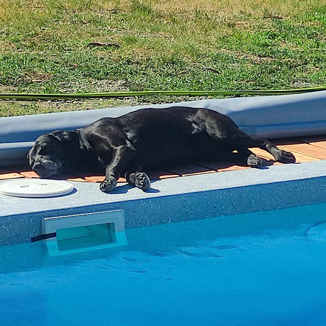Missy participe au concours pour gagner de l'argent avec cette photo : dog, black_dog, pool, water, sunny, grass, backyard, relaxing, napping, outdoor, pet, summer, daylight, stone_wall, blue, animal, canine, leisure, sunshine, nature