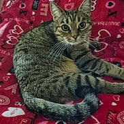 Lola a rejoint le concours — aidez-le/la à gagner de superbes lots ! animal, blanket, cat, cozy, cute, domestic_cat, ears, eyes, feline, fur, heart_pattern, indoor, looking, love_theme, pet, red_blanket, resting, tabby_cat, tail, whiskers