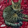 animal, blanket, cat, cozy, cute, domestic_cat, ears, eyes, feline, fur, heart_pattern, indoor, looking, love_theme, pet, red_blanket, resting, tabby_cat, tail, whiskers