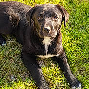 Violet joined the competition — help win amazing prizes! adorable, animal, black_dog, canine, close_up, cute, daytime, dog, fur, grass, lying_down, mammal, nature, outdoor, pet, playful, puppy, sunlight, white_patch, young_dog