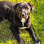 adorable, animal, black_dog, canine, close_up, cute, daytime, dog, fur, grass, lying_down, mammal, nature, outdoor, pet, playful, puppy, sunlight, white_patch, young_dog