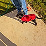 Violet joined the competition — help win amazing prizes! animal, black_dog, casual_clothing, concrete, curious, daylight, dog, garden_hose, grass, jeans, outdoor, person, pet, puppy, red_sweater, shadow, sidewalk, small_dog, standing, sunlight