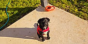 Violet is registered to the contest to win money with this photo: animal, black_fur, collar, concrete, cute, dog, garden_hose, grass, outdoor, patio, pet, playful, puppy, red_sweater, shadow, sitting, small, sunlight, yard, young
