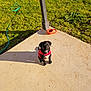animal, black_fur, collar, concrete, cute, dog, garden_hose, grass, outdoor, patio, pet, playful, puppy, red_sweater, shadow, sitting, small, sunlight, yard, young