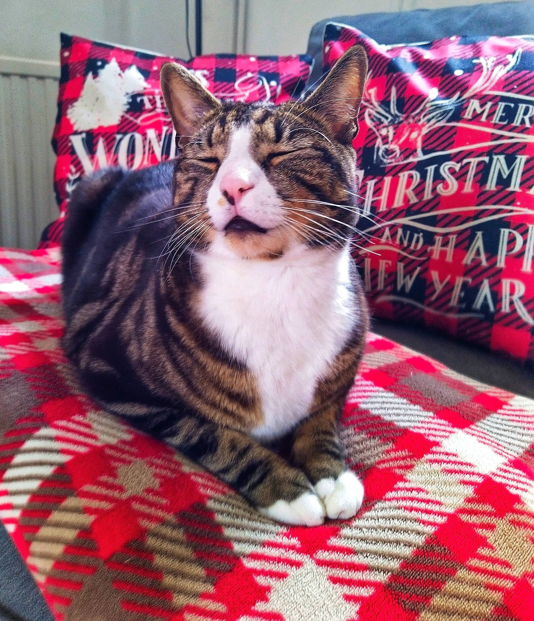 Coconut joined the competition — help win amazing prizes! carnivore, cat, claw, comfort, domestic_short_haired_cat, felidae, foot, fur, lap, linens, pattern, paw, plaid, sitting, small_to_medium_sized_cats, snout, tail, tartan, tree, whiskers