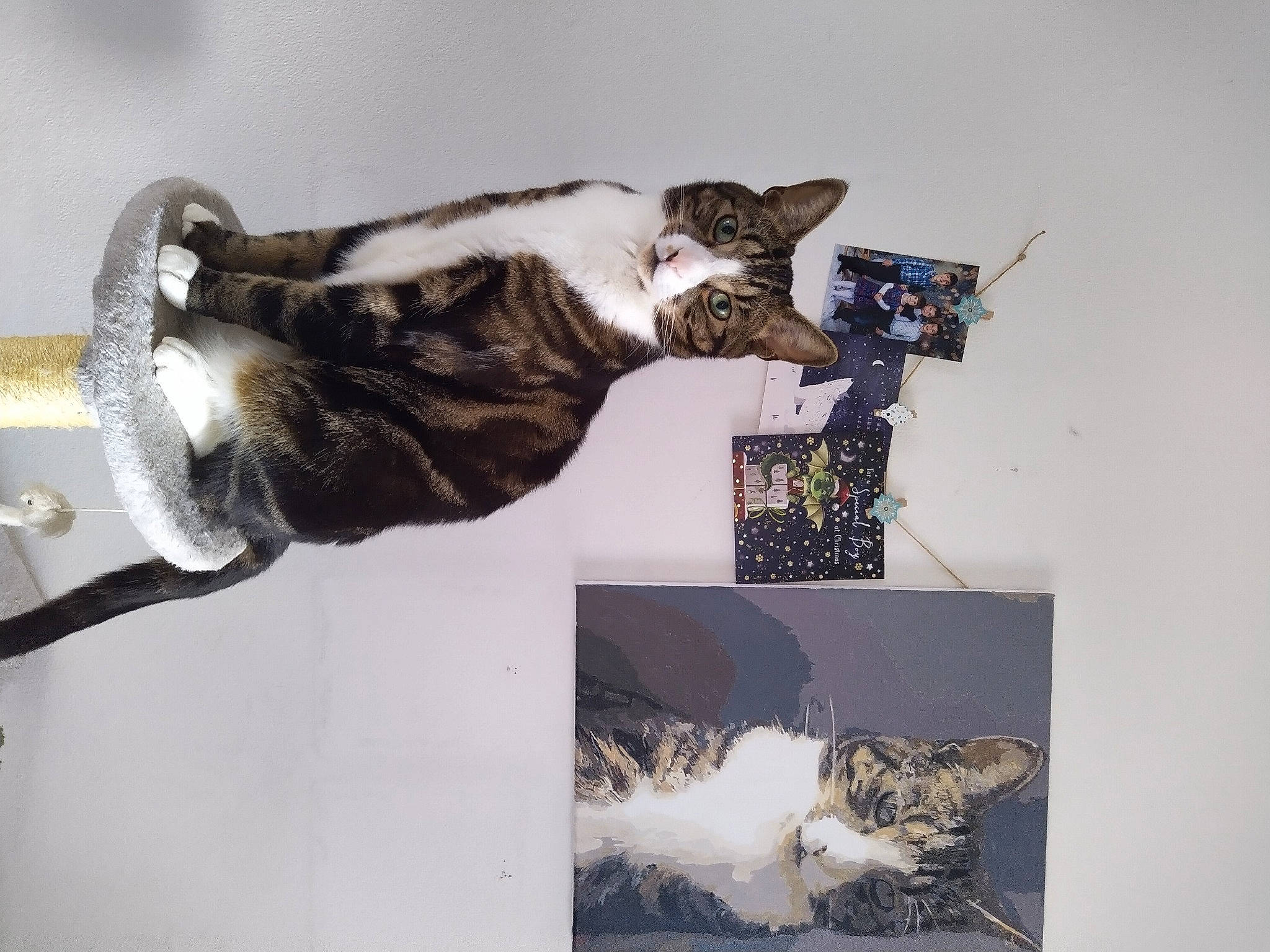 Coconut is registered to the contest to win money with this photo: art, canidae, carnivore, cat, claw, collage, comfort, dog_breed, domestic_short_haired_cat, felidae, fur, paw, small_to_medium_sized_cats, snout, sporting_group, tail, terrestrial_animal, visual_arts, whiskers