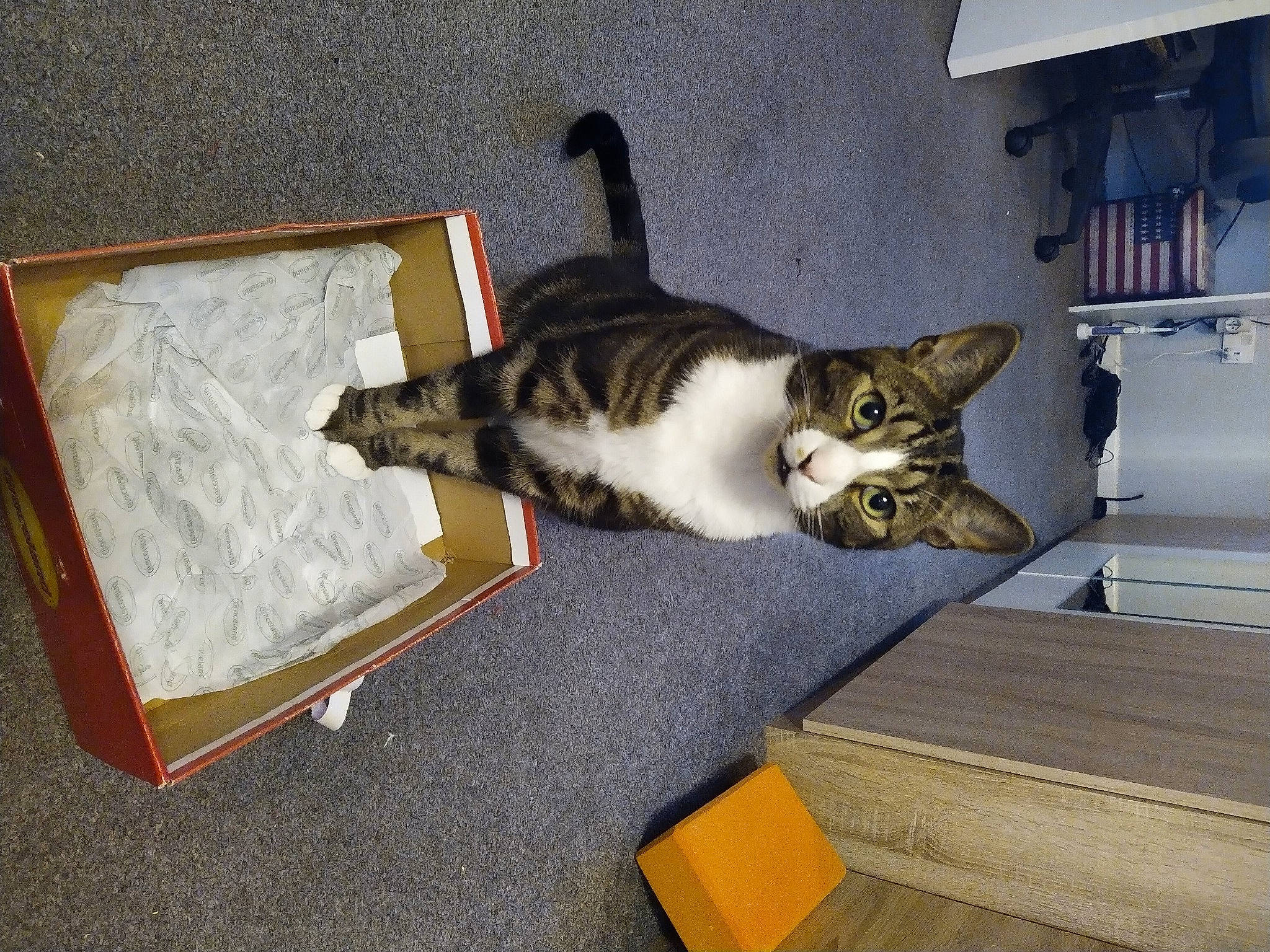 Coconut joined the competition — help win amazing prizes! carnivore, cat, comfort, domestic_short_haired_cat, drawer, felidae, floor, flooring, fur, hardwood, paw, room, shelf, small_to_medium_sized_cats, tail, whiskers, wood