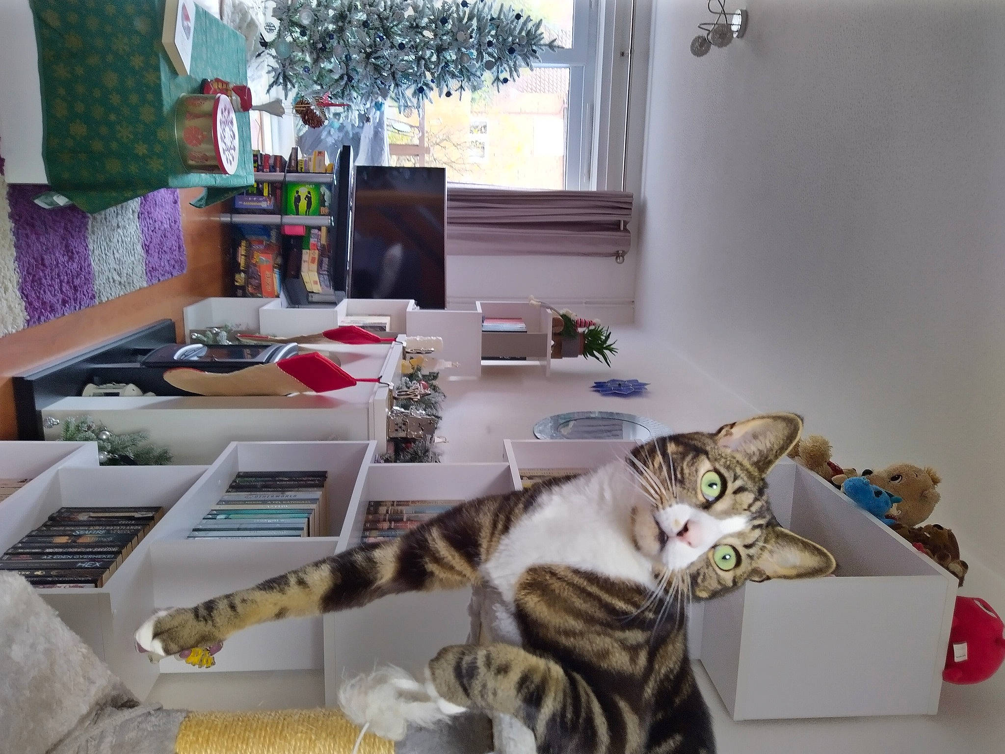 Coconut joined the competition — help win amazing prizes! carnivore, cat, comfort, couch, curtain, domestic_short_haired_cat, event, felidae, fur, interior_design, living_room, paw, plant, room, small_to_medium_sized_cats, table, tail, tree, whiskers, window