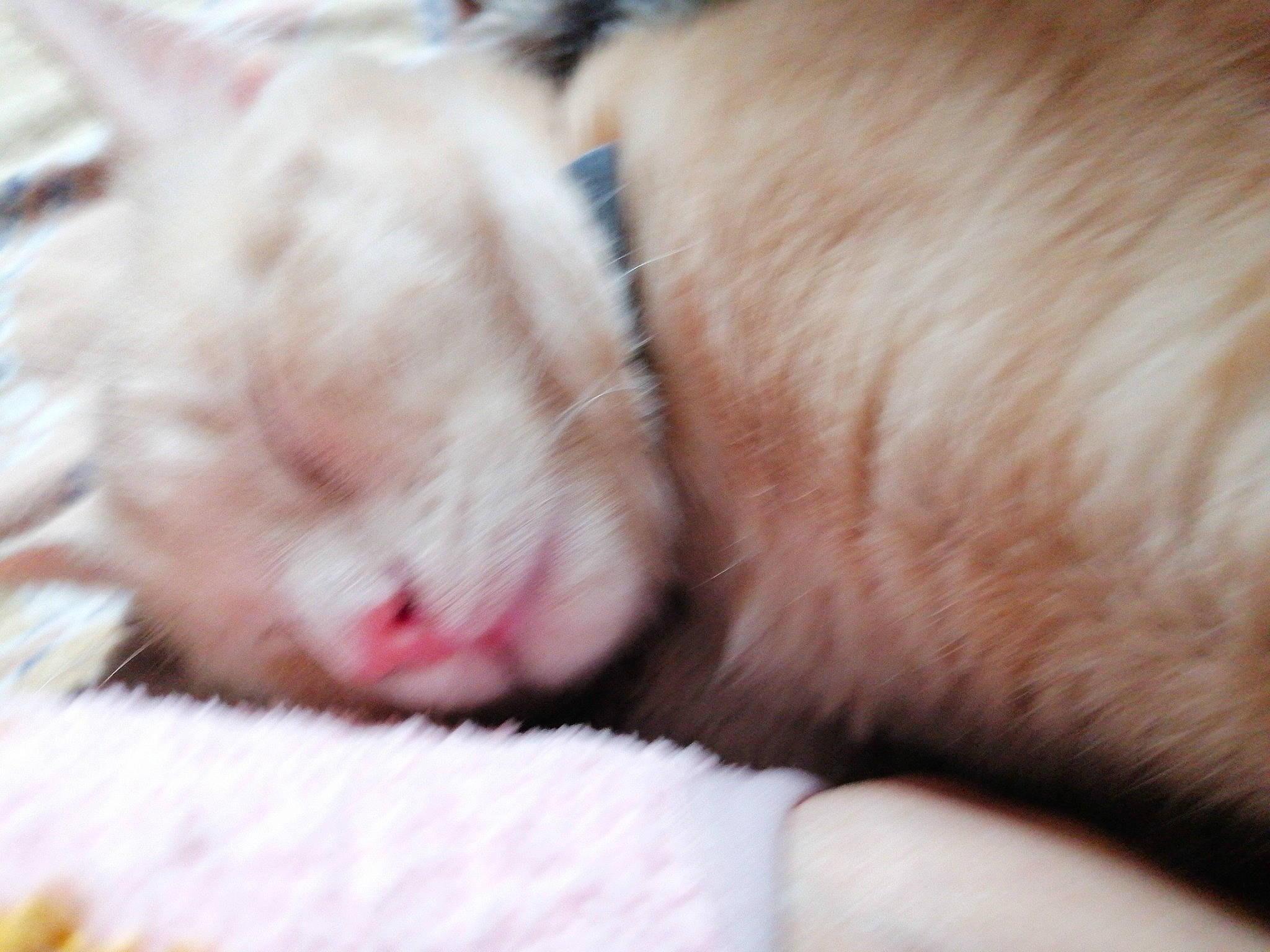 Roméo participe au concours pour gagner de l'argent avec cette photo : canidae, carnivore, claw, comfort, companion_dog, dog_breed, fawn, felidae, fur, hamster, nap, paw, rabbits_and_hares, rodent, sleep, small_to_medium_sized_cats, sporting_group, tail, terrestrial_animal, whiskers