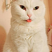 Bunny joined the competition — help win amazing prizes! animal, cat, close_up, cute, domestic_cat, feline, fluffy, fur, green_eyes, household, indoor, mammal, pet, pink_nose, playful, portrait, sitting, tongue_out, whiskers, white_cat