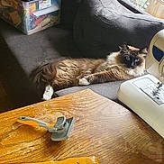 Sammy is registered to the contest to win money with this photo: cat, fluffy_cat, blue_eyes, couch, sofa, wooden_table, pet_brush, back_scratcher, sewing_machine, window, indoor, pet, furniture, relaxed, home, cozy, curious, brown, white_paws, long_hair