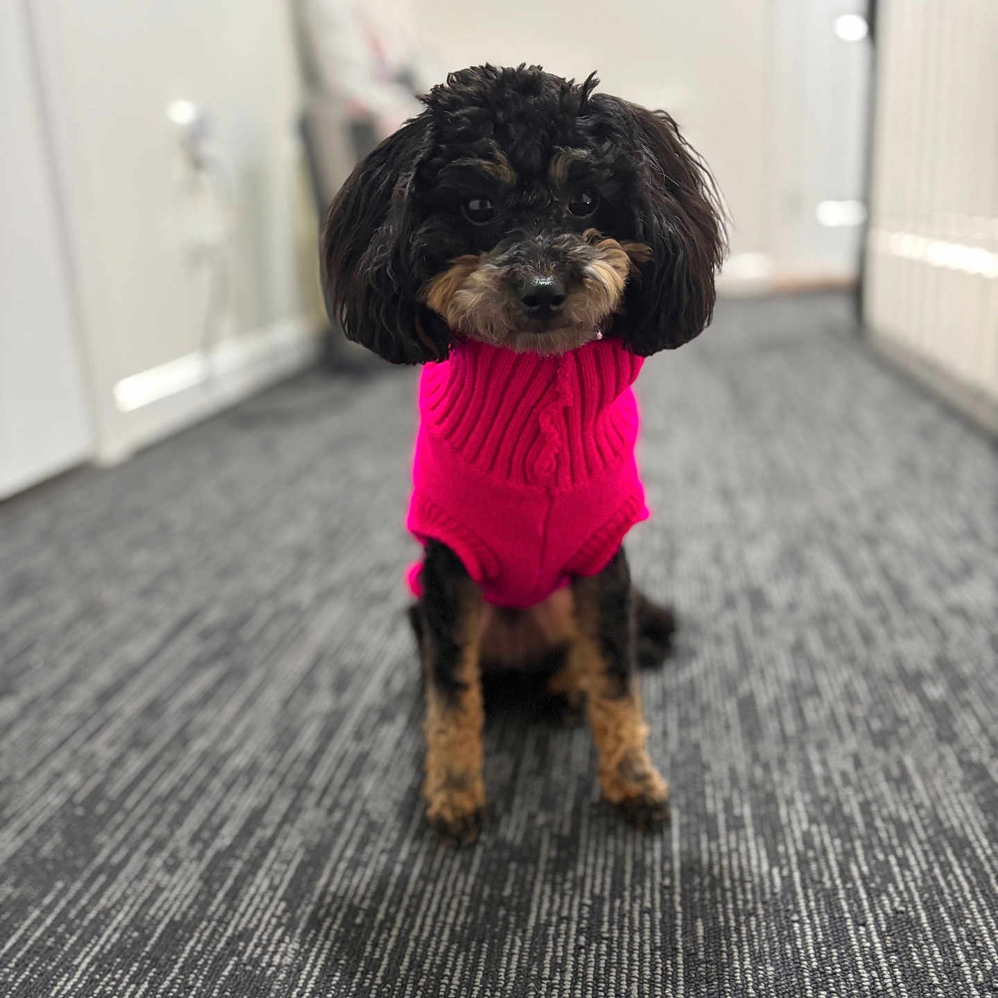 Luna joined the competition — help win amazing prizes! affenpinscher, animal, canine, clothing, cockerspaniel, dog, hardwood, hoodie, indoors, knitwear, longsleeve, papillon, pet, poodle, puppy, sleeve, sweater, sweatshirt, terrier, wood