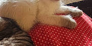 Doja And Kitty Purry joined the competition — help win amazing prizes! animal, bed, blanket, cozy, dog, ears, fabric, fur, indoor, kitten, natural_light, pattern, person, pet, relaxing, resting, siamese_cat, tabby_cat, whiskers, window