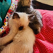 Doja And Kitty Purry is registered to the contest to win money with this photo: animal, bed, blanket, cat, colorful, comfort, cozy, cream_colored, cute, domestic_animal, feline, fur, indoor, kitten, pet, resting, sleeping, snuggling, soft, tabby