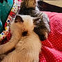 animal, bed, blanket, cat, colorful, comfort, cozy, cream_colored, cute, domestic_animal, feline, fur, indoor, kitten, pet, resting, sleeping, snuggling, soft, tabby