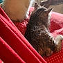 Doja And Kitty Purry is registered to the contest to win money with this photo: animal, bedroom, blanket, cat, companion, cozy, cute, dog, domestic, fluffy, fur, furry, indoor, kitten, pet, red, relaxed, resting, sleeping, soft