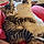 Doja And Kitty Purry