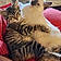 Doja And Kitty Purry