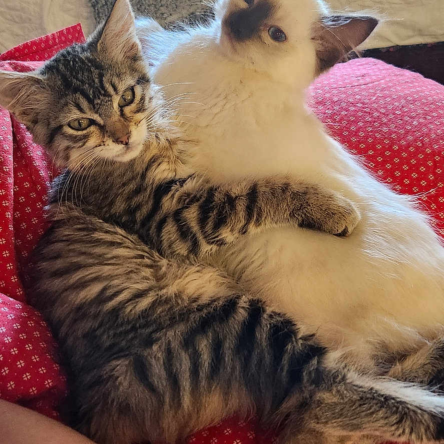 Doja And Kitty Purry joined the competition — help win amazing prizes! animal, bedroom, blanket, cat, cozy, cuddle, cushion, cute, feet, feline, fur, indoor, kitten, paw, person, pet, relaxing, snuggling, tabby, white_cat