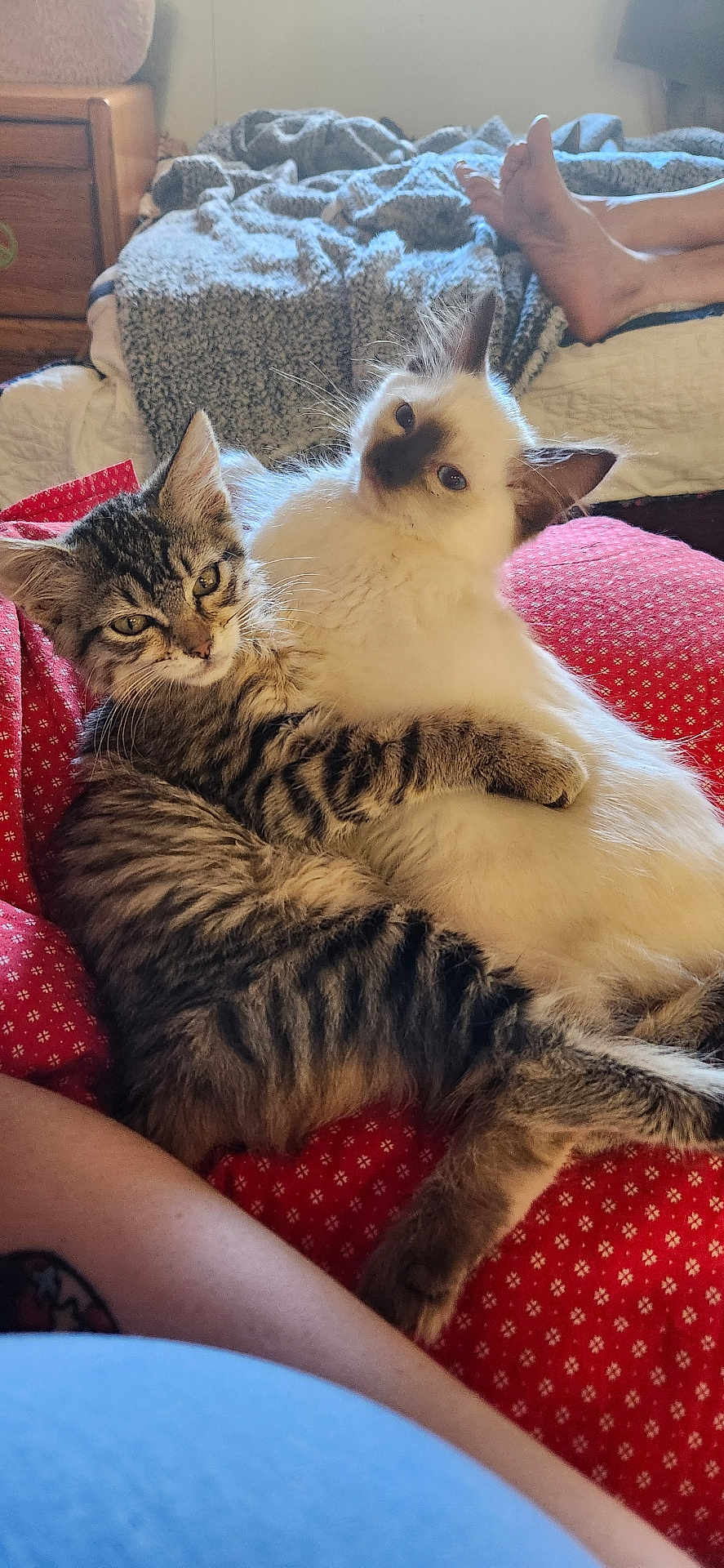Doja And Kitty Purry joined the competition — help win amazing prizes! animal, bedroom, blanket, cat, cozy, cuddle, cushion, cute, feet, feline, fur, indoor, kitten, paw, person, pet, relaxing, snuggling, tabby, white_cat