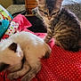 Doja And Kitty Purry is registered to the contest to win money with this photo: animal, bedroom, cat, cozy, curious, cute, drawer, feline, furniture, hat, indoor, kitten, patterned_blanket, pet, plush_toy, red_blanket, resting, sleeping, small, young