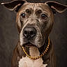 dog, portrait, chain, brown, white, pet, canine, closeup, ears, fur, animal, studio, expression, looking, muzzle, nose, eyes, collar, indoor, background