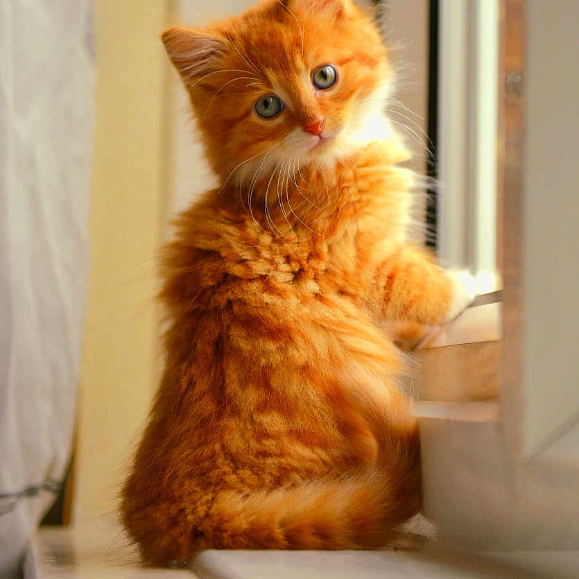 Jasper joined the competition — help win amazing prizes! abyssinian, angora, animal, cat, hardwood, kitten, manx, pet, plywood, window, windowsill, wood