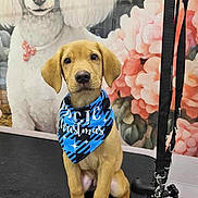 Blue is registered to the contest to win money with this photo: puppy, dog, bandana, blue, grooming_table, leash, mural, poodle_painting, flowers, pink_flowers, pet, cute, sitting, indoor, animal, young_dog, portrait, decor, black_surface, collar