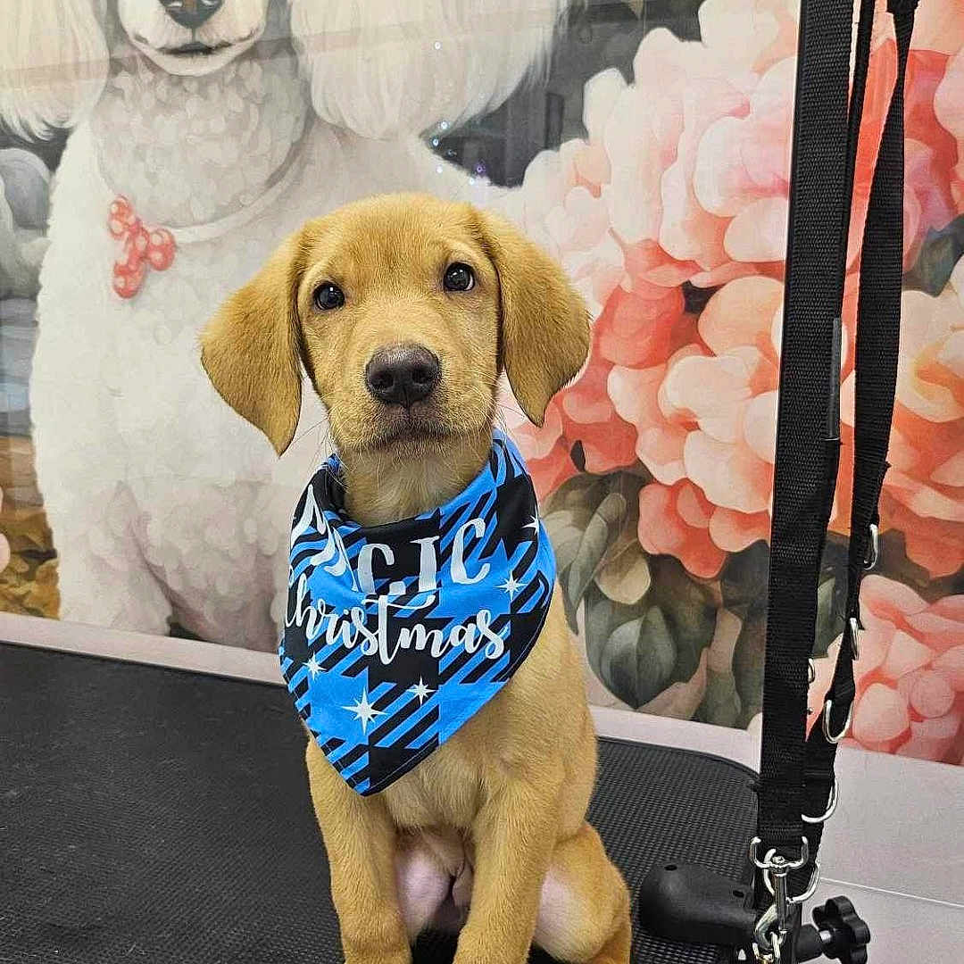 Blue is registered to the contest to win money with this photo: animal, bandana, black_surface, blue, collar, cute, decor, dog, flowers, grooming_table, indoor, leash, mural, pet, pink_flowers, poodle_painting, portrait, puppy, sitting, young_dog