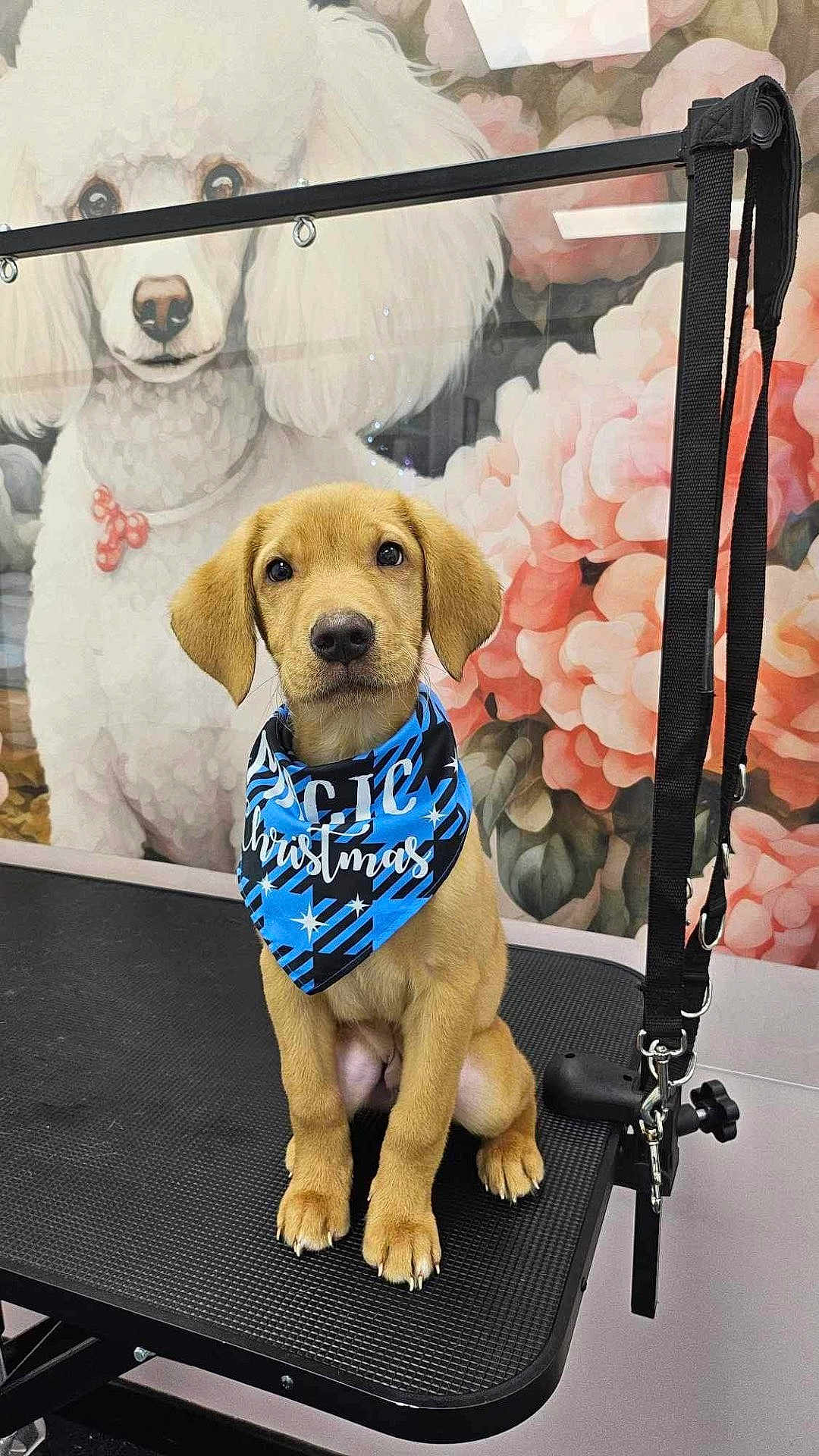 Blue is registered to the contest to win money with this photo: puppy, dog, bandana, blue, grooming_table, leash, mural, poodle_painting, flowers, pink_flowers, pet, cute, sitting, indoor, animal, young_dog, portrait, decor, black_surface, collar