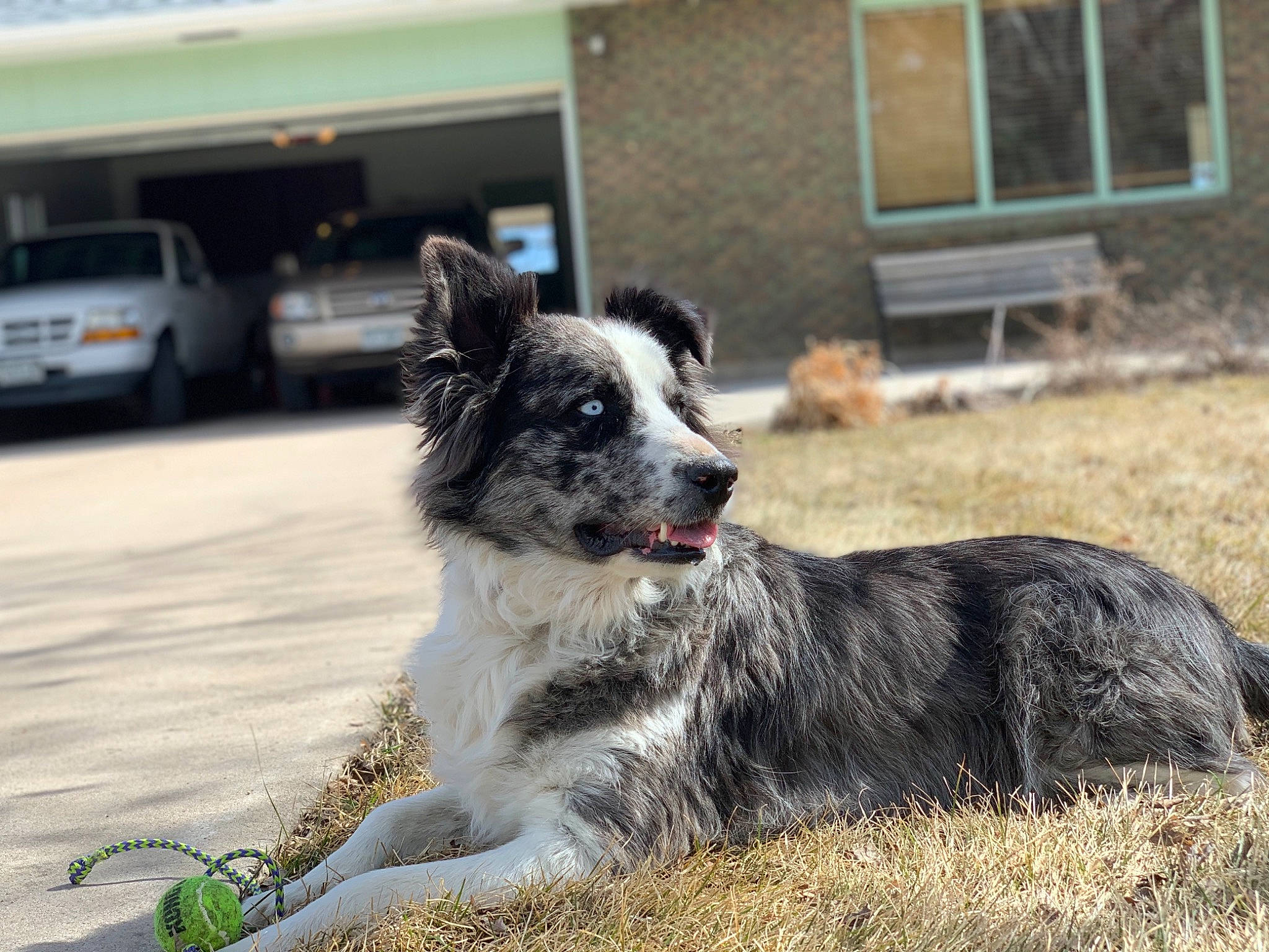 Otis joined the competition — help win amazing prizes! australian_collie, australian_shepherd, border_collie, canidae, carnivore, companion_dog, dog, dog_breed, herding_dog, koolie, mammal, rare_breed_dog, snout, sporting_group, vertebrate, working_dog