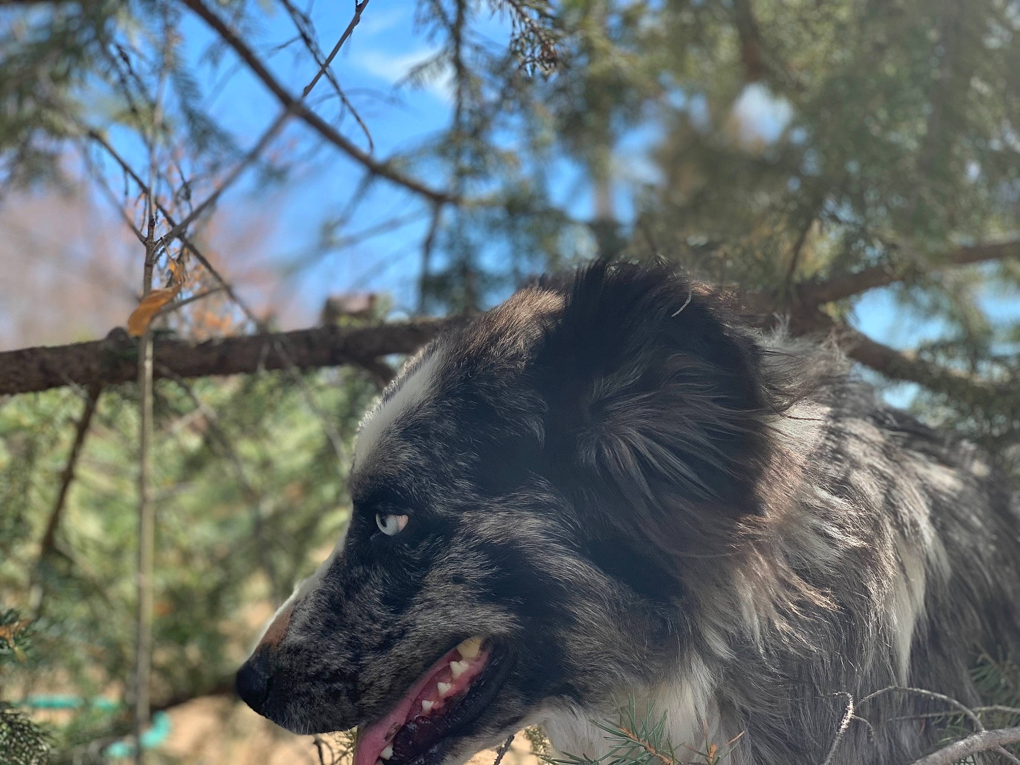 Otis is registered to the contest to win money with this photo: canidae, carnivore, dog, dog_breed, mammal, mudi, snout, sporting_group, vertebrate