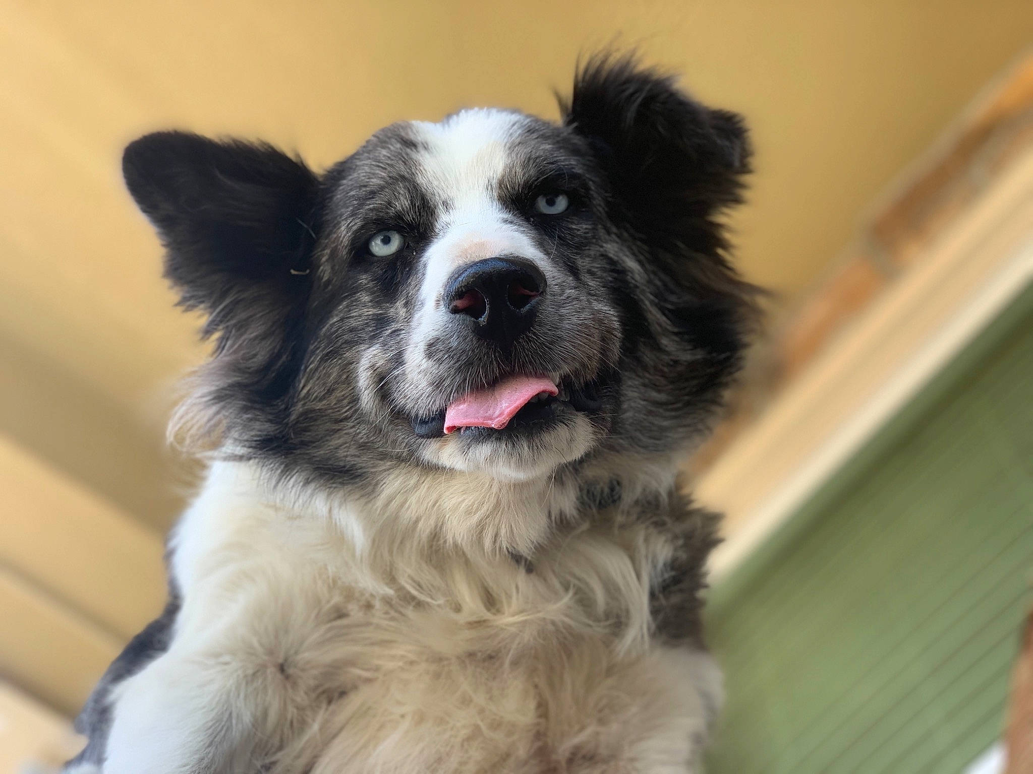 Otis joined the competition — help win amazing prizes! australian_collie, border_collie, canidae, carnivore, companion_dog, dog, dog_breed, mammal, nose, rare_breed_dog, snout, sporting_group, vertebrate