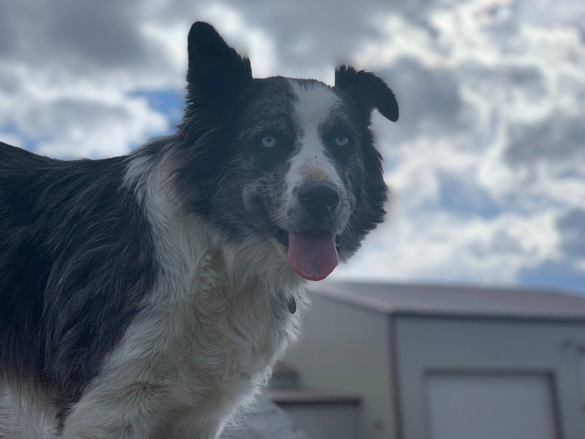 Otis joined the competition — help win amazing prizes! australian_collie, border_collie, canidae, carnivore, dog, dog_breed, herding_dog, mammal, rare_breed_dog, sky, snout, vertebrate, working_dog